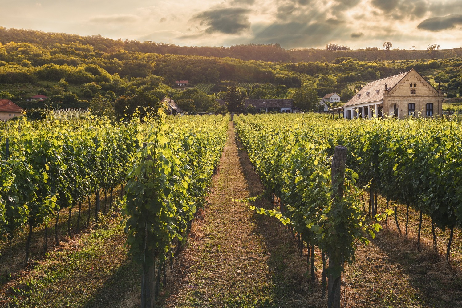 Oenology and terroir of Nouvelle Aquitaine in converted van